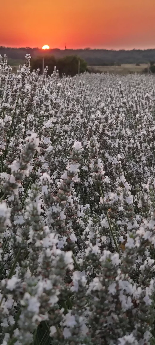 Цветы белого лавандина на вес (1000 г)