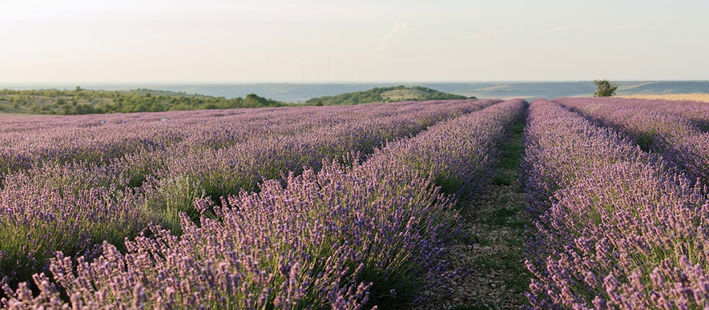 Лавандовое поле в Крыму на ферме Лавандовый замок