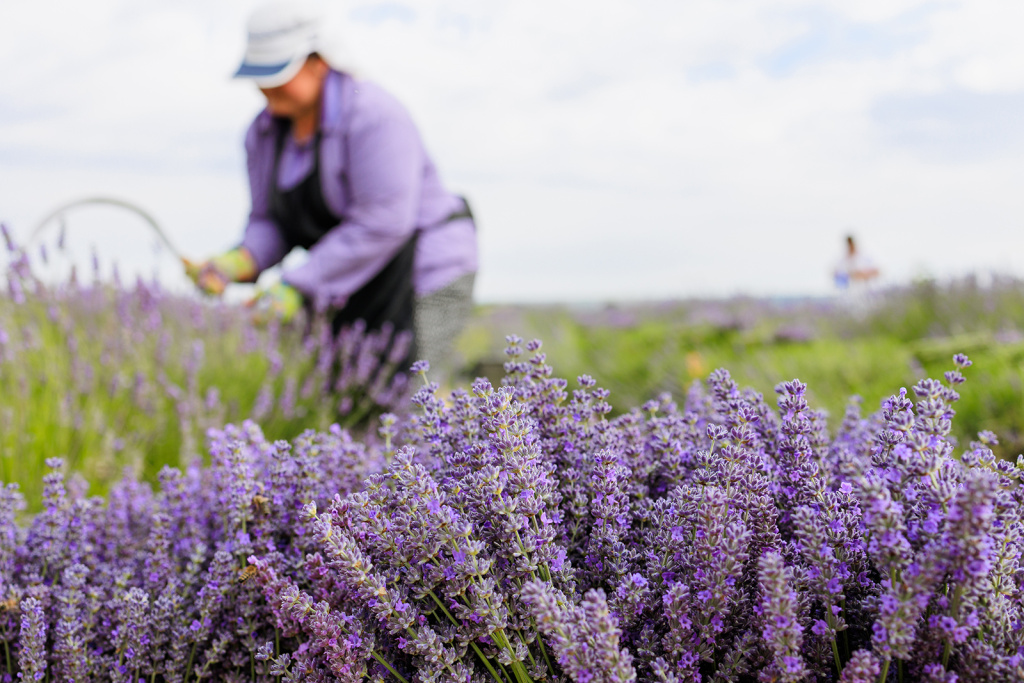 Срезка лаванды в цветущем поле. Лавандовое поле и ферма Лавандовый замок.