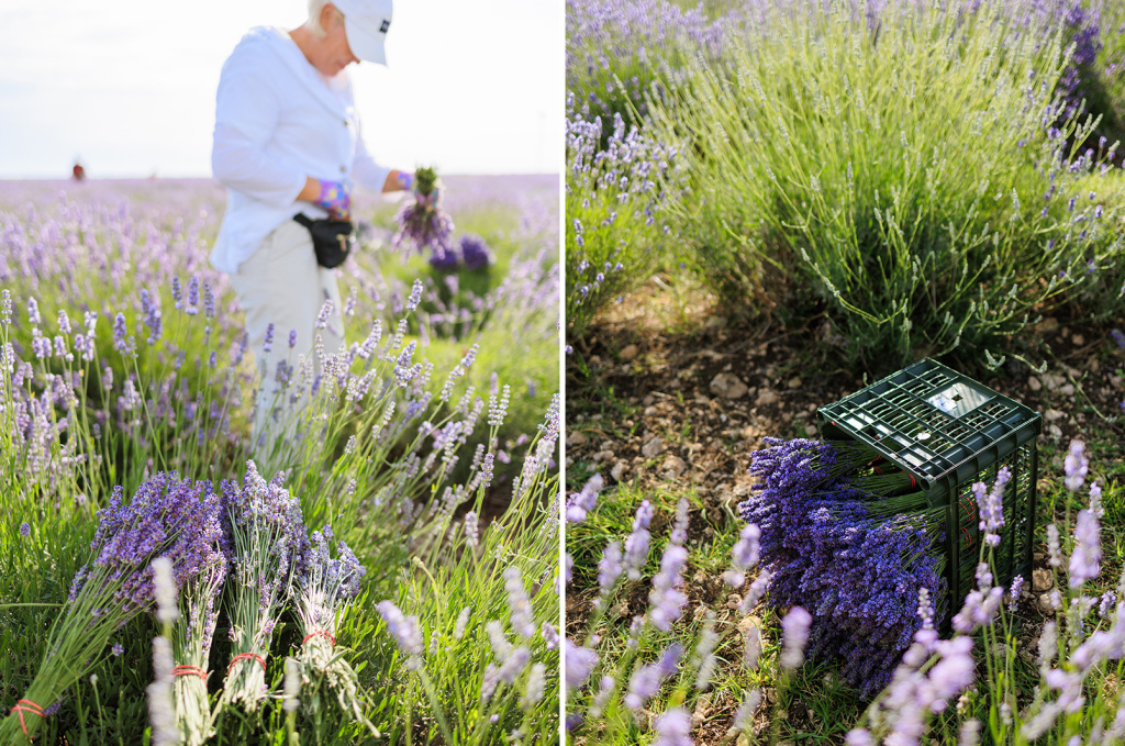 Срезка лаванды в цветущем поле. Лавандовое поле и ферма Лавандовый замок.