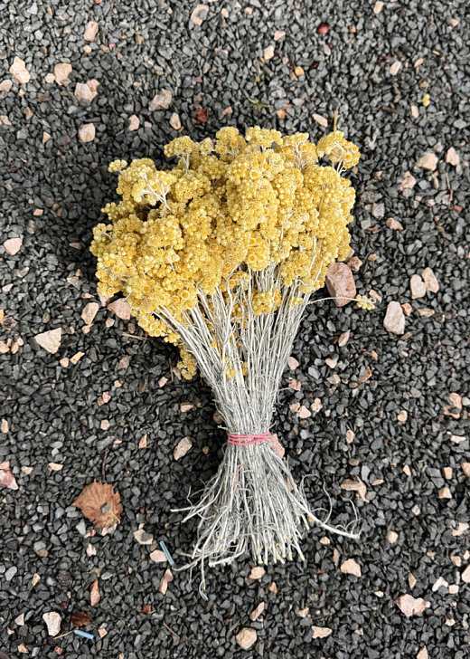 24 шт Иммортель (бессмертник) желтый сухоцвет (27 см / 90 гр)