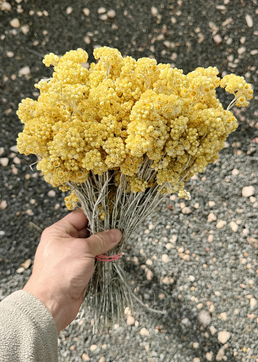 24 шт Иммортель (бессмертник) желтый сухоцвет (27 см / 90 гр)