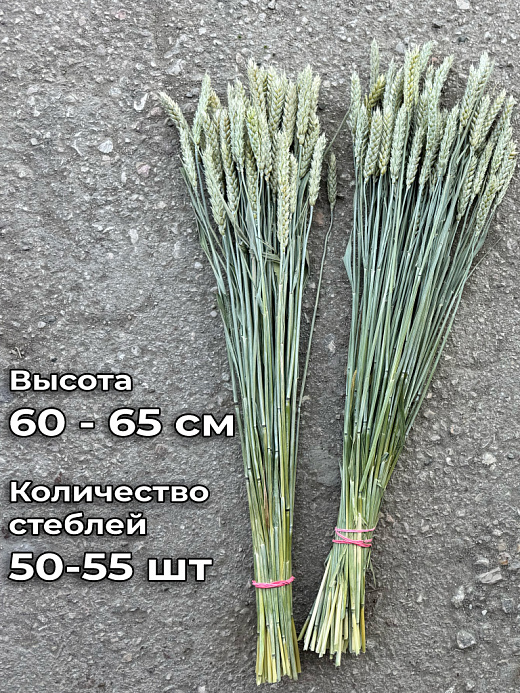 Коробка пучков сухоцвета пшеницы для флористики без остей (90 шт)