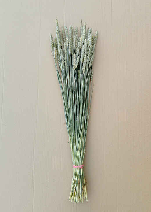 Тритикум (пшеница) для флористики в пучках (20шт)